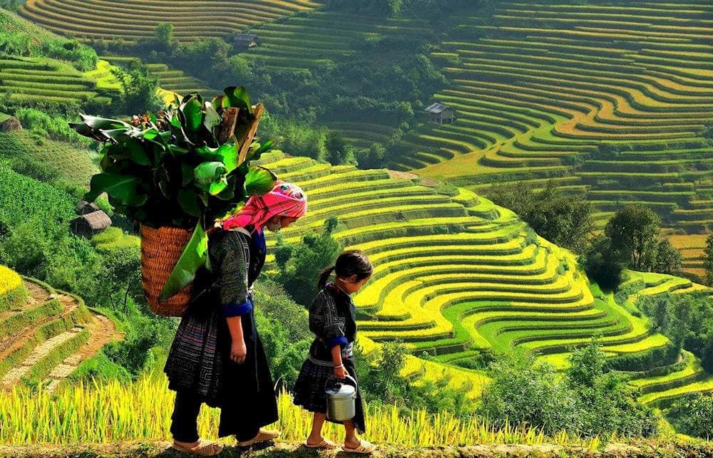 Between August and September, the rice terraces ripen to a golden color, creating some of the most stunning views (Source: Vietnam Discovery)